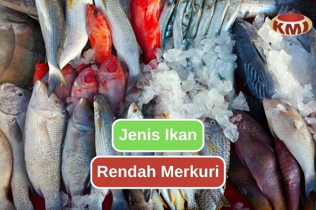 Mari Kenali 10 Ikan Rendah Merkuri